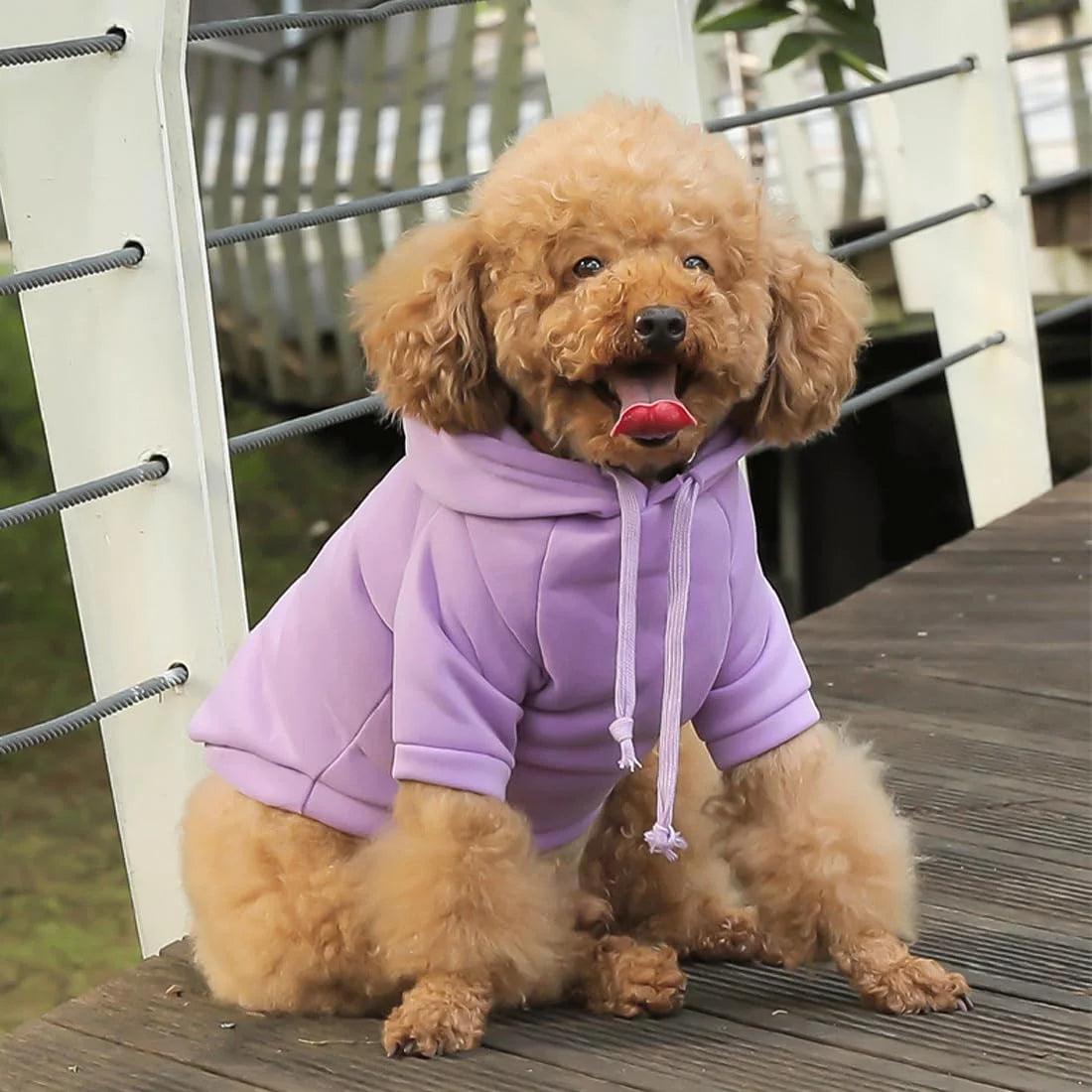 Funny Purple Frog Eye Pet Hoodie, Soft Puppy Sweatshirt for Small Dogs, Chihuahua Yorkie Warm Winter Apparel, Medium